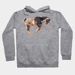 Bouncing Baby Goat 6 Hoodie